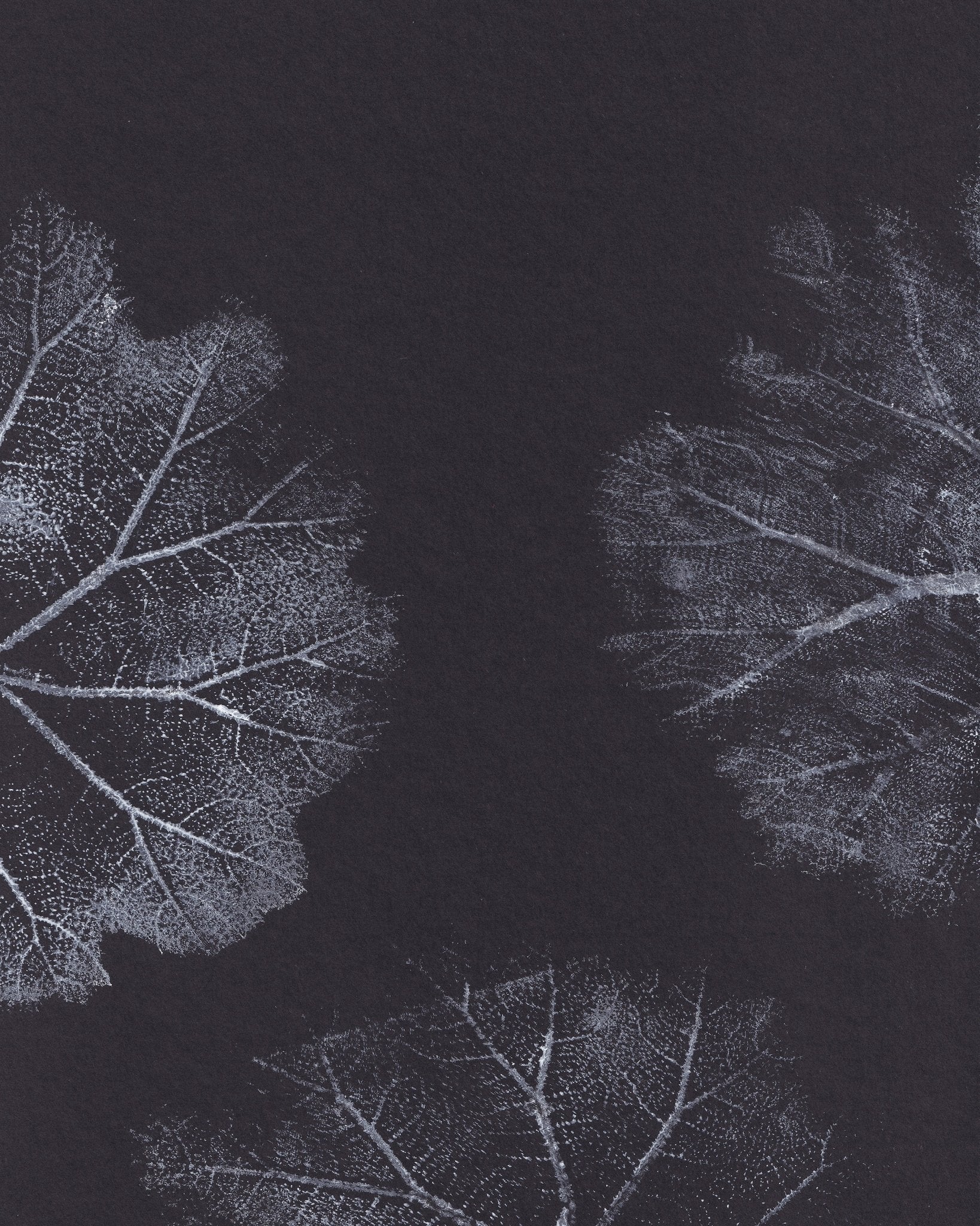 Monochrome Leaves No2