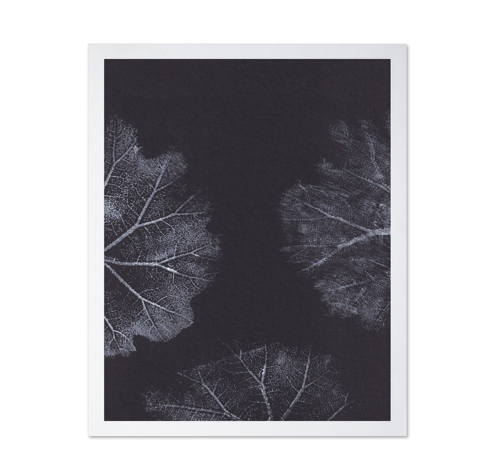 Monochrome Leaves No2