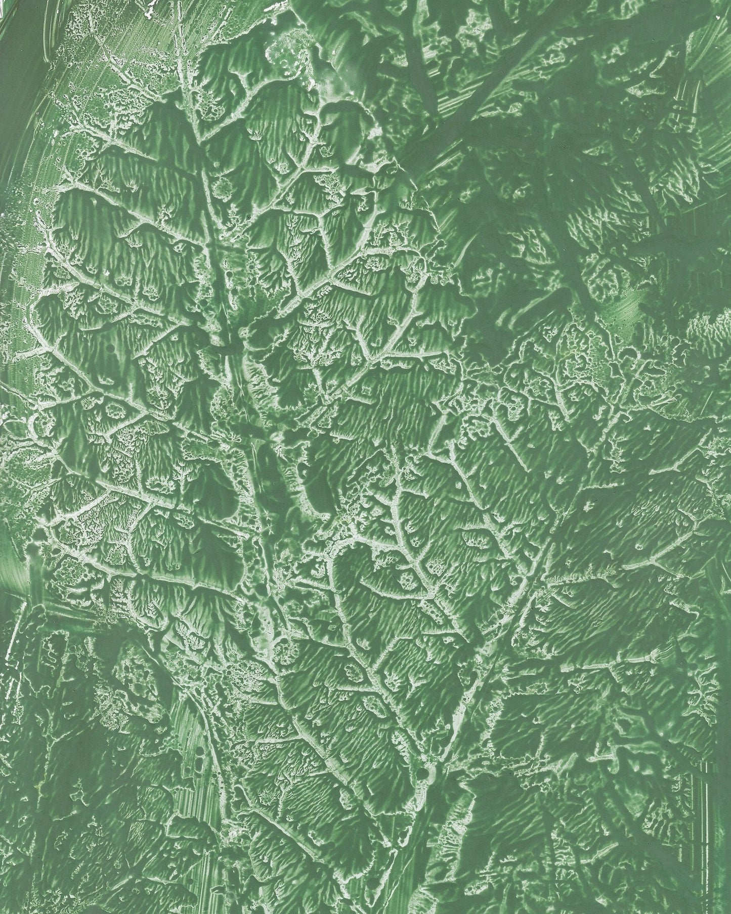Green Vein Texture