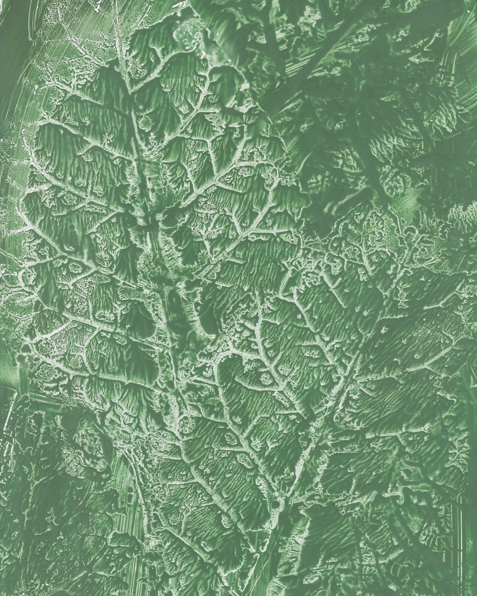 Green Vein Texture