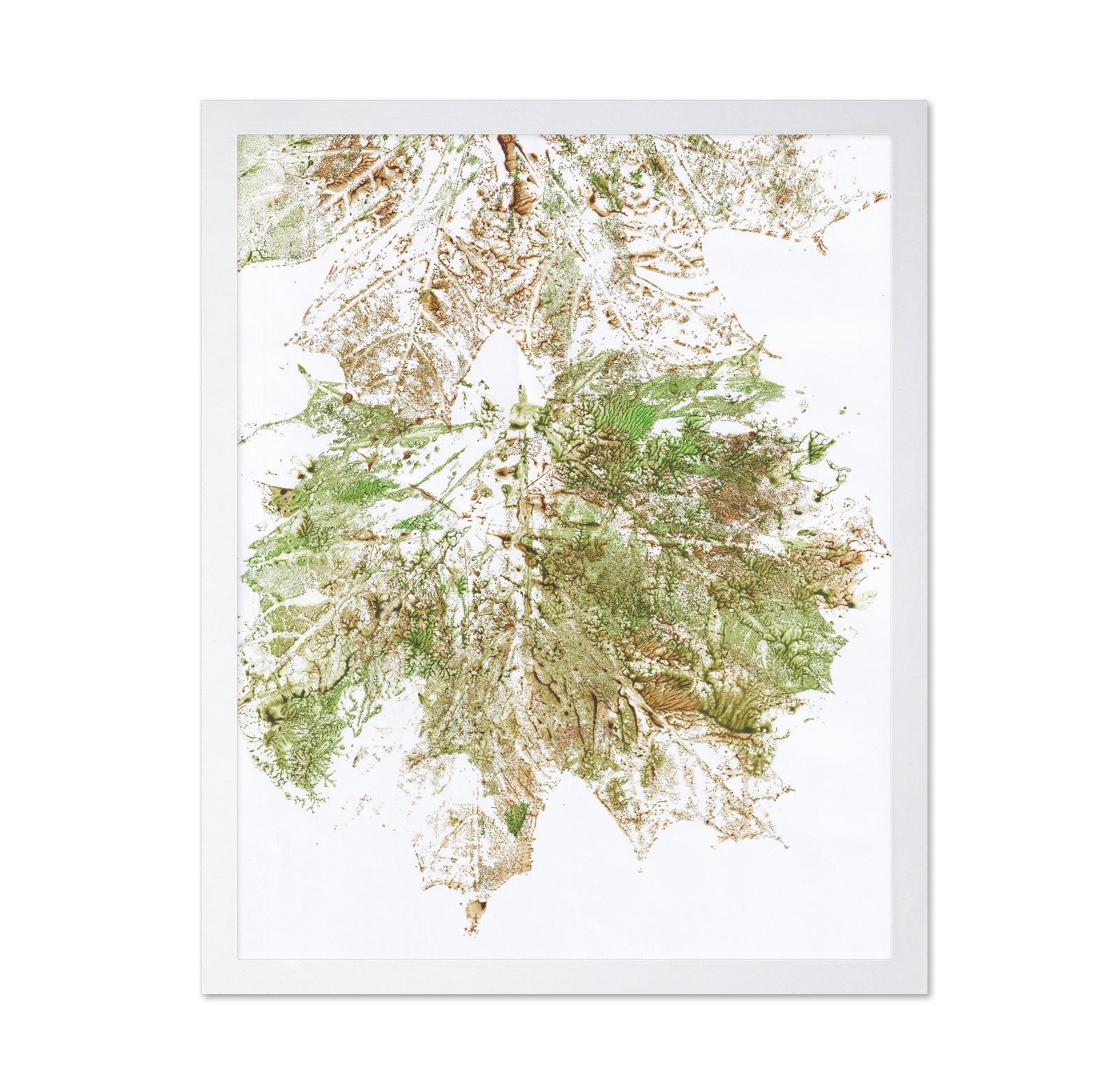 Maple Vein Burst