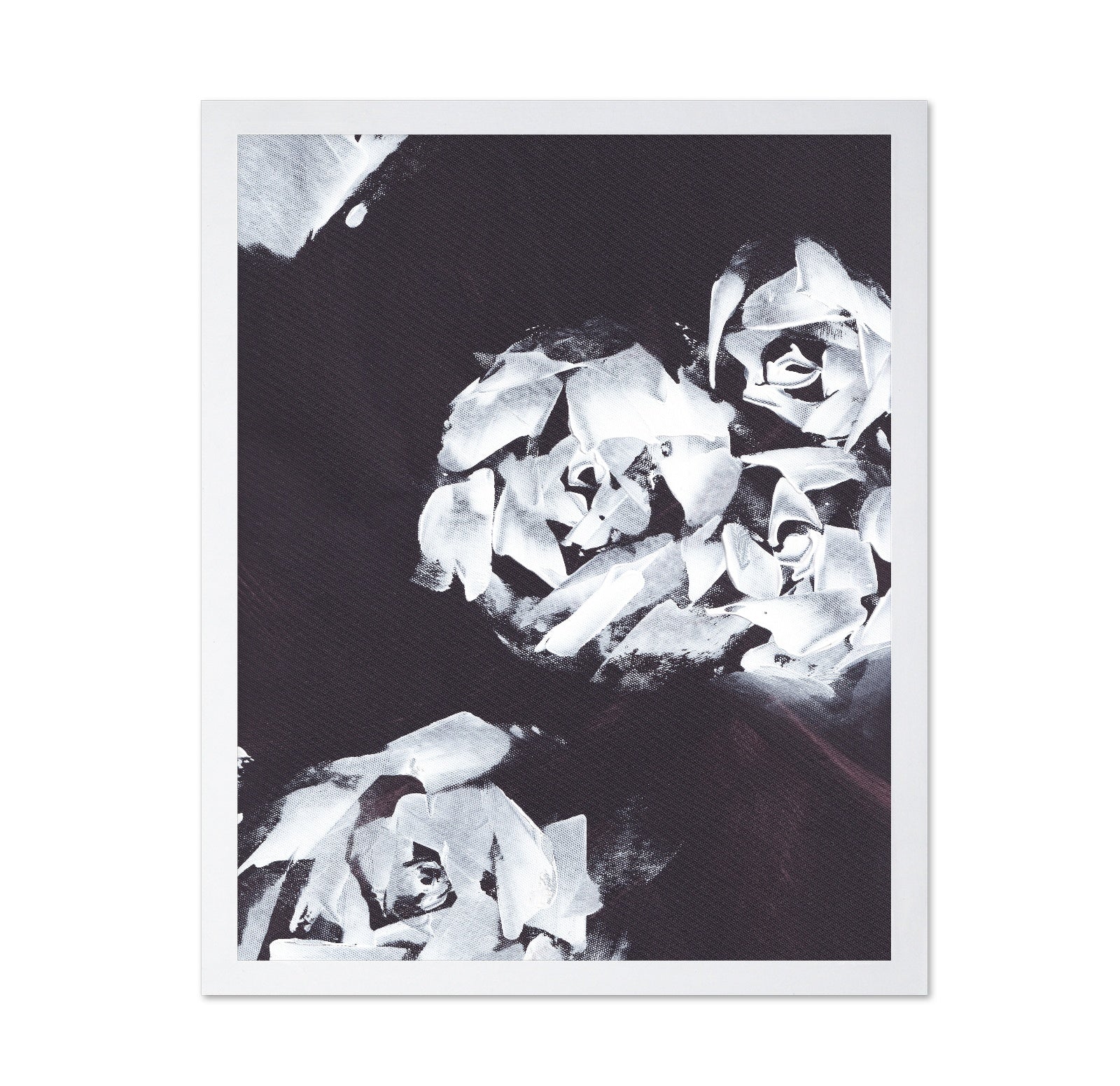 Monochrome Roses