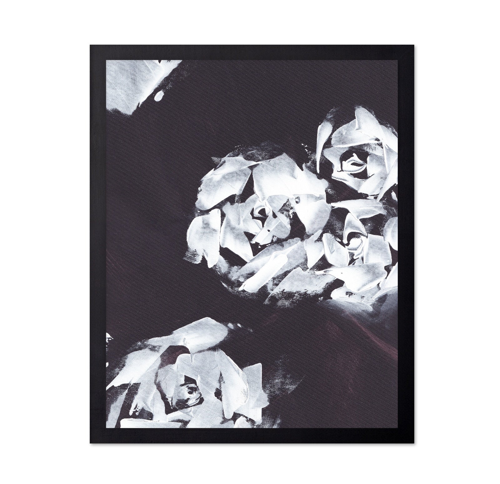 Monochrome Roses