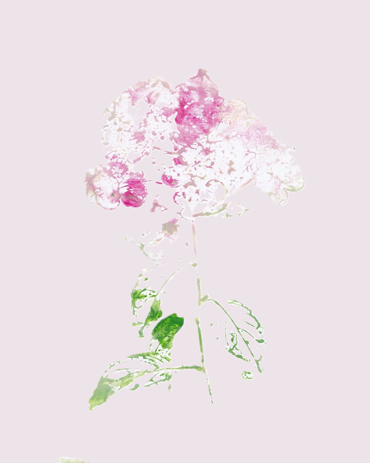 Pink Floral Impression