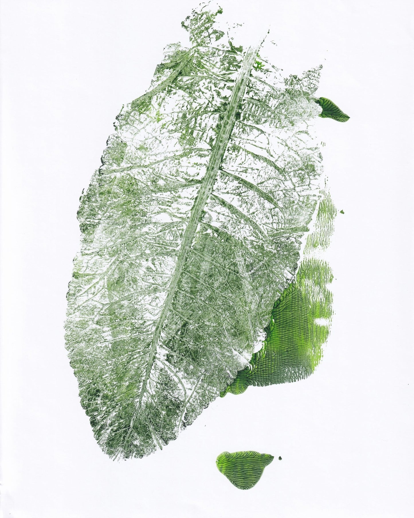 Leaf Imprint Study
