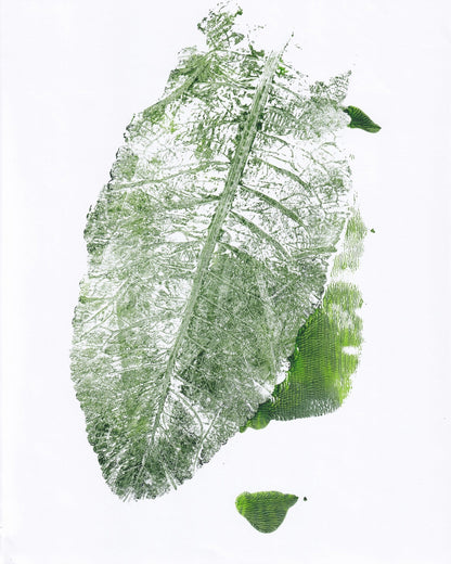 Leaf Imprint Study