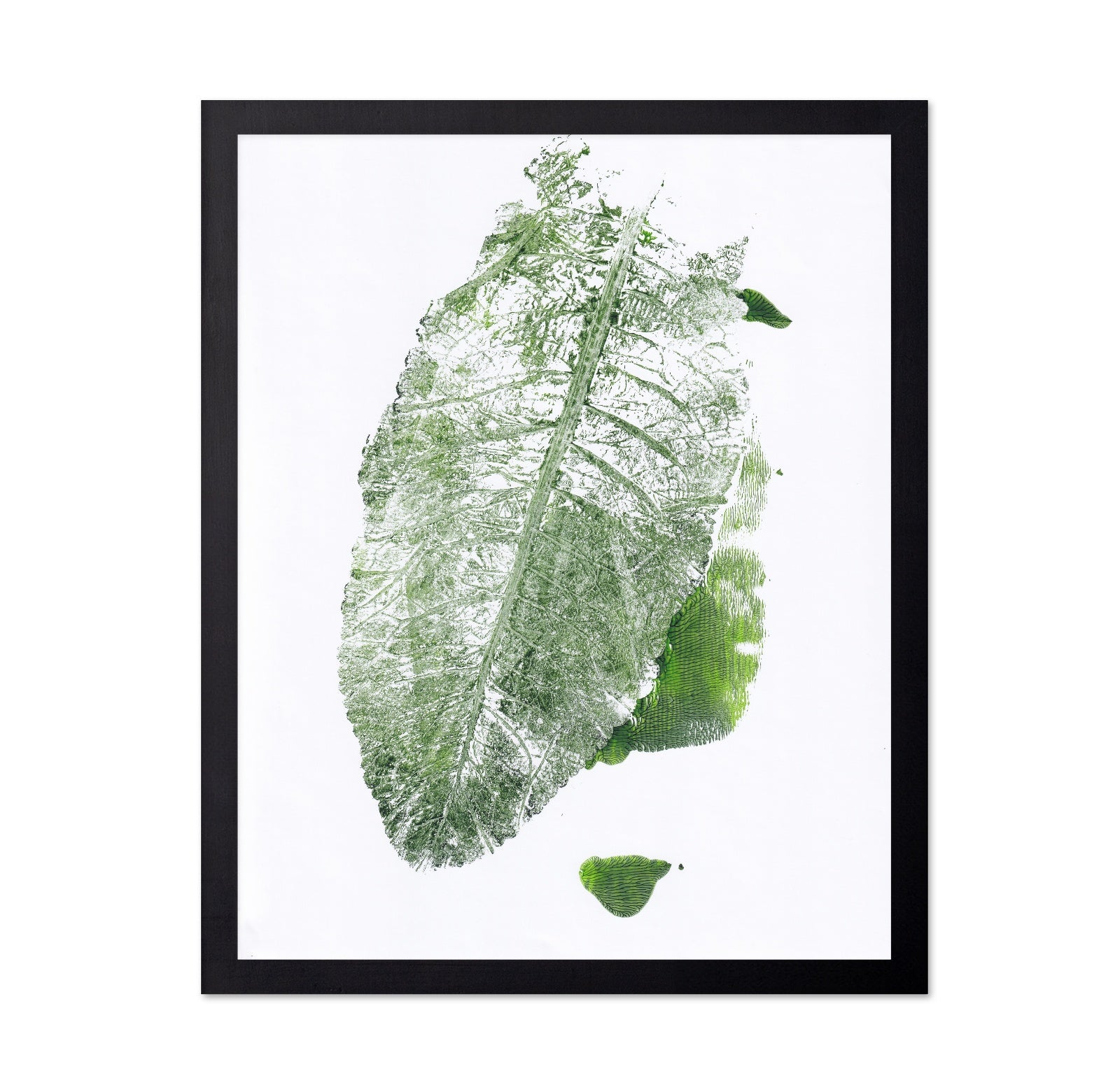 Leaf Imprint Study