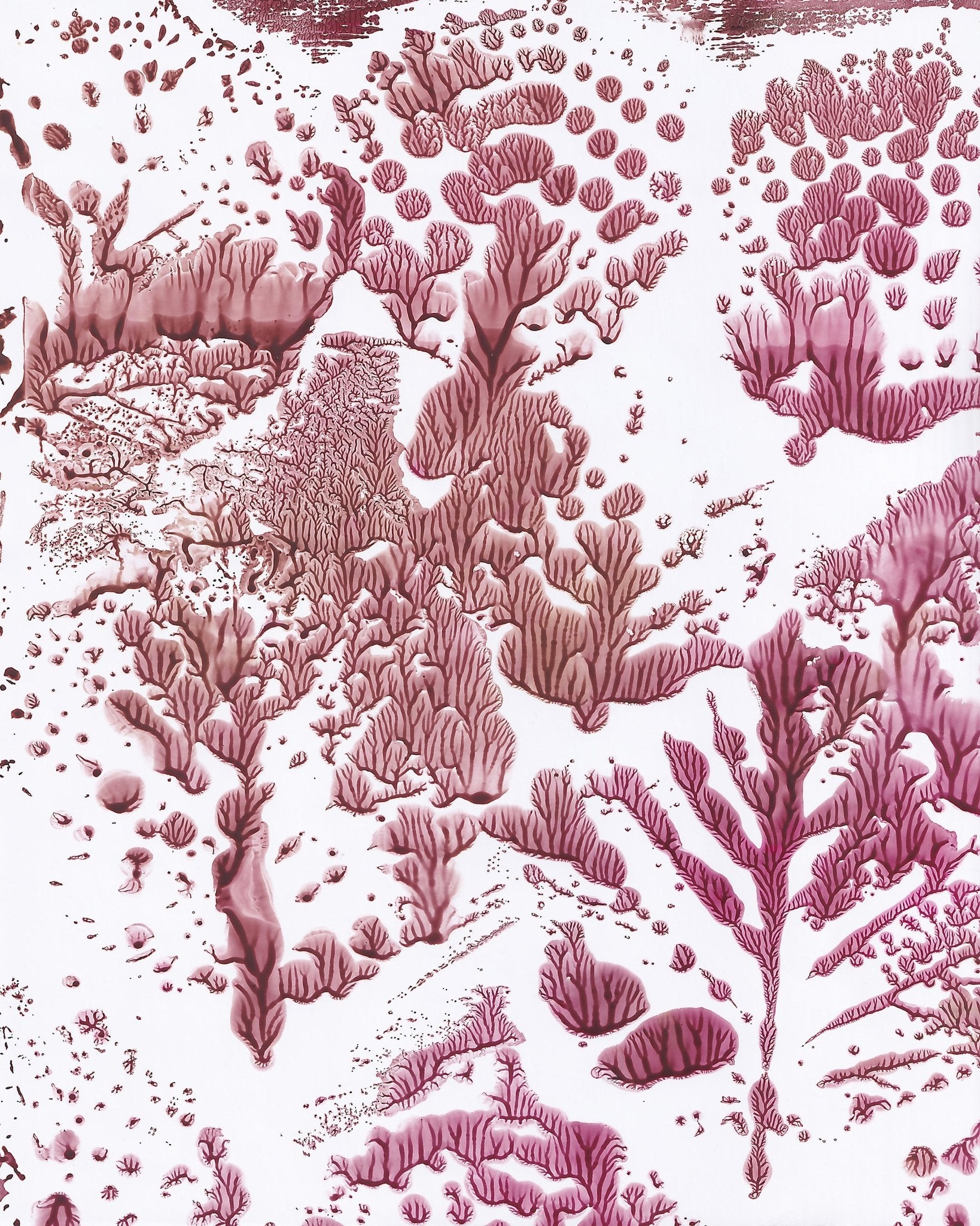 Coral Fractal Pattern