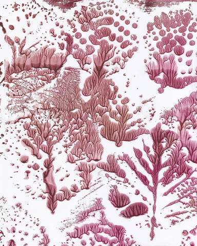 Coral Fractal Pattern