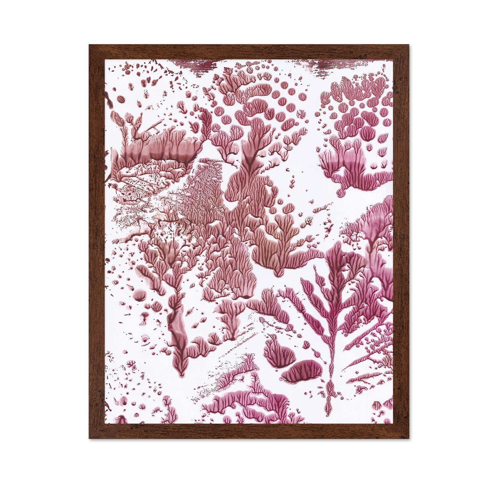 Coral Fractal Pattern