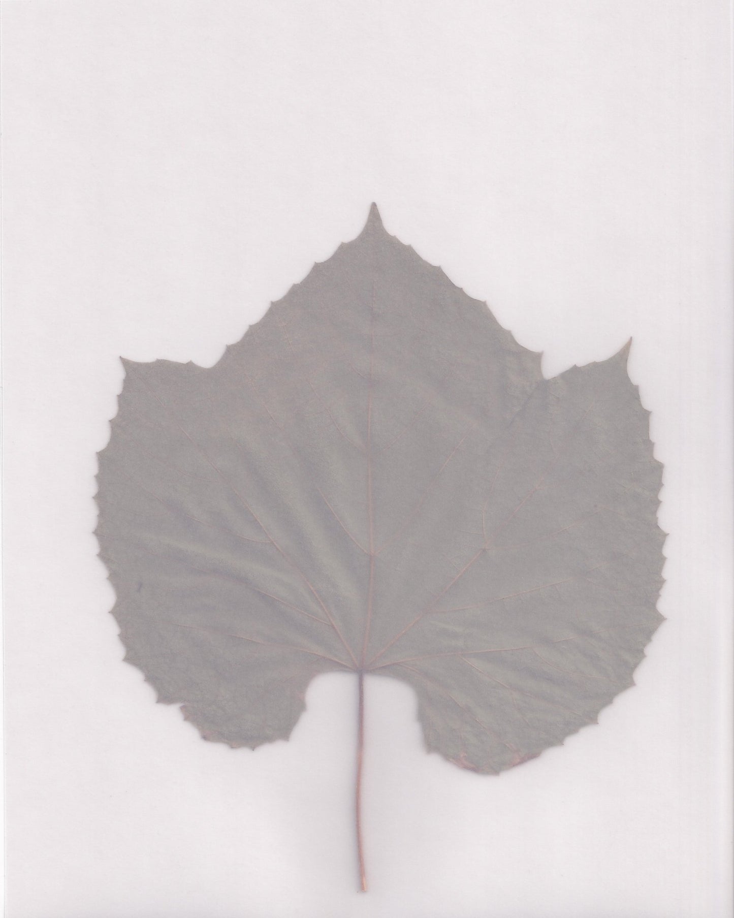Muted Leaf No3