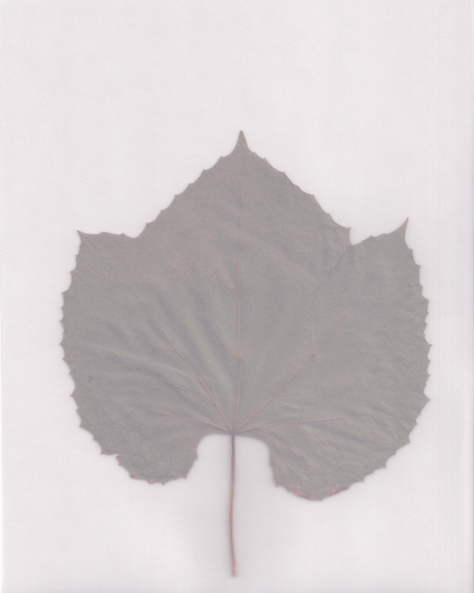 Muted Leaf No3