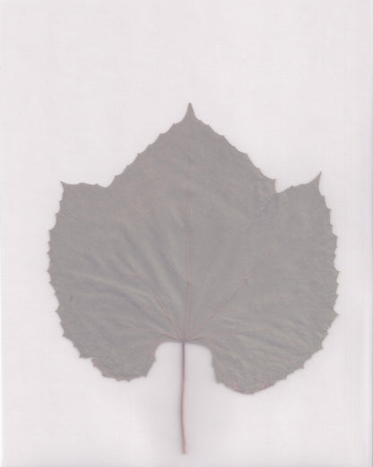 Muted Leaf No3
