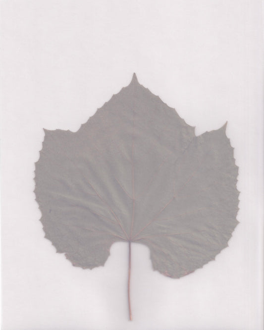 Muted Leaf No3