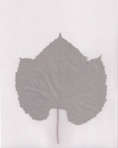 Muted Leaf No3