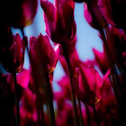 Vivid Tulip Glow