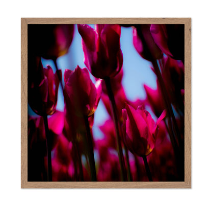 Vivid Tulip Glow