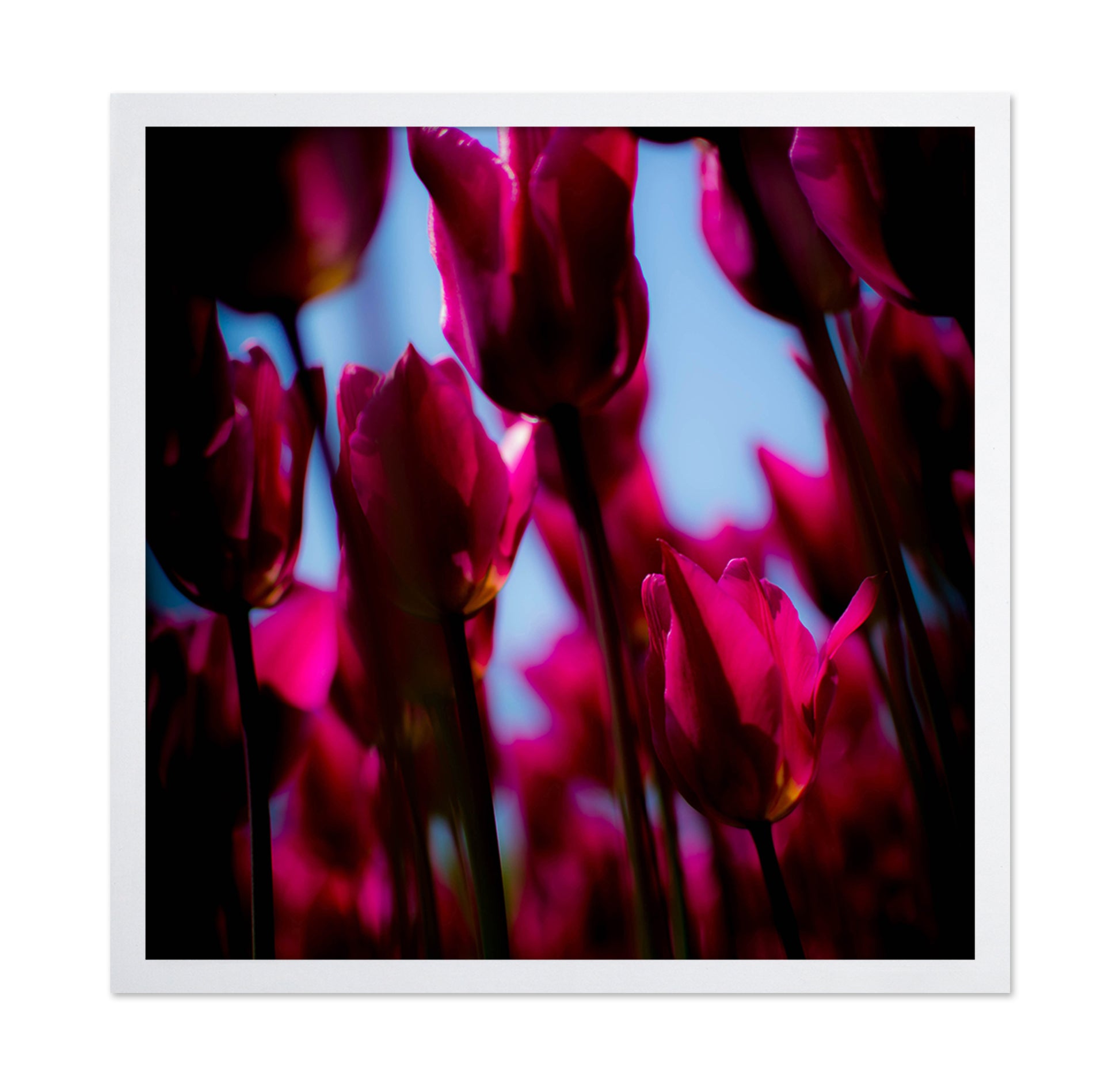 Vivid Tulip Glow