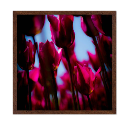 Vivid Tulip Glow