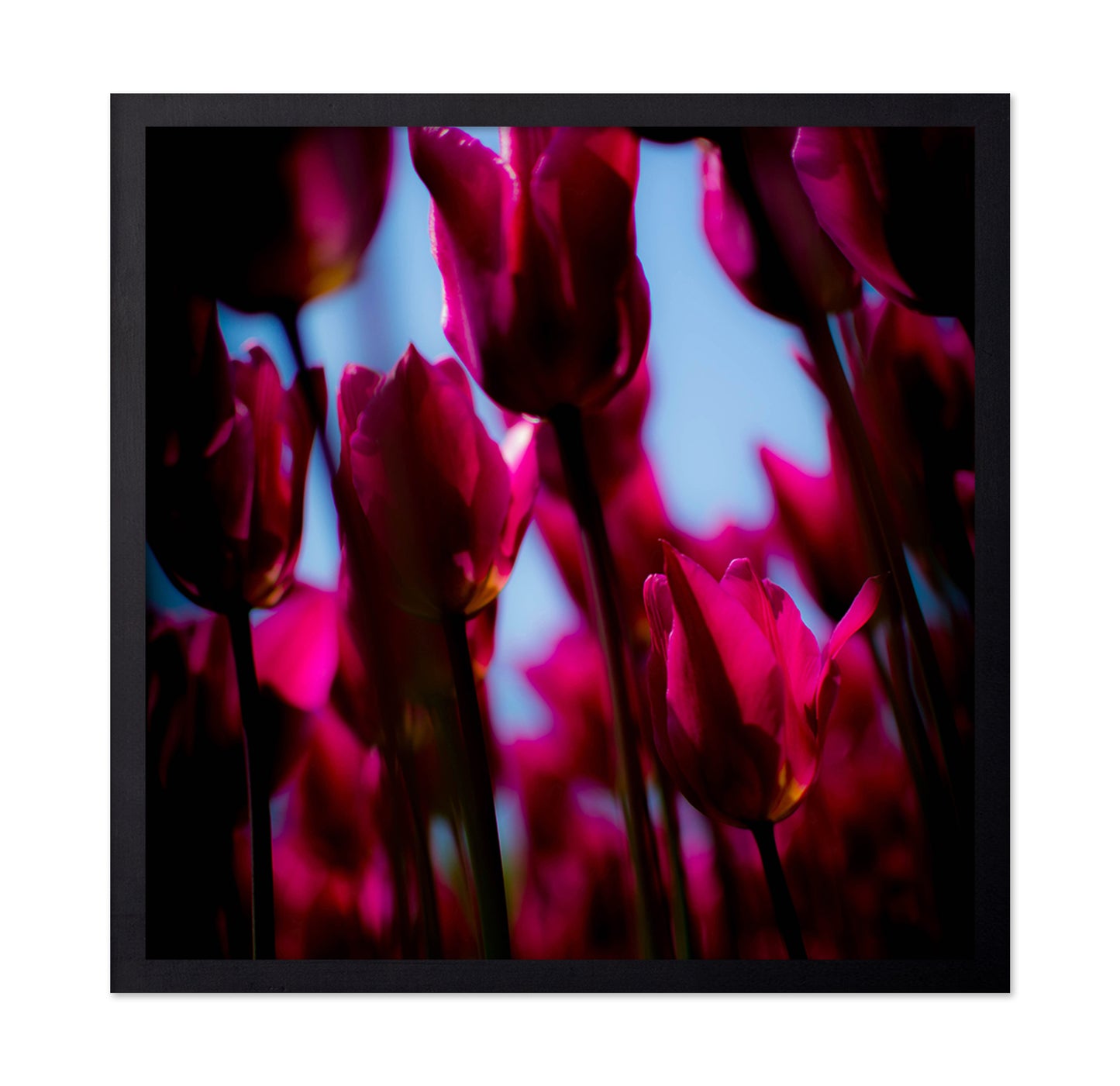 Vivid Tulip Glow