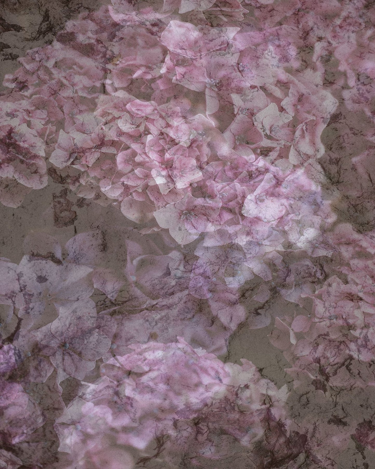Blush Bloom
