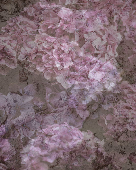 Blush Bloom