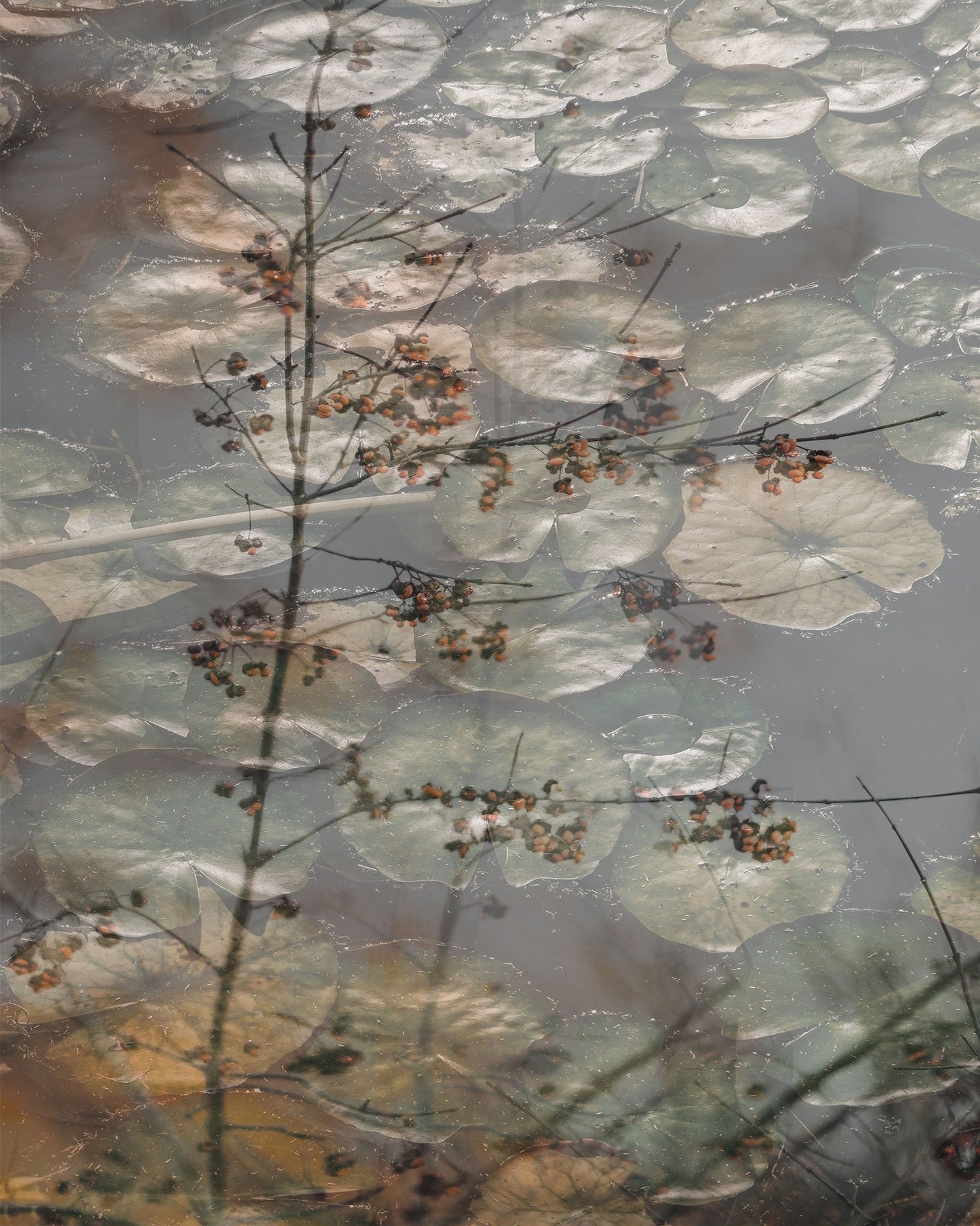 Quiet Pond