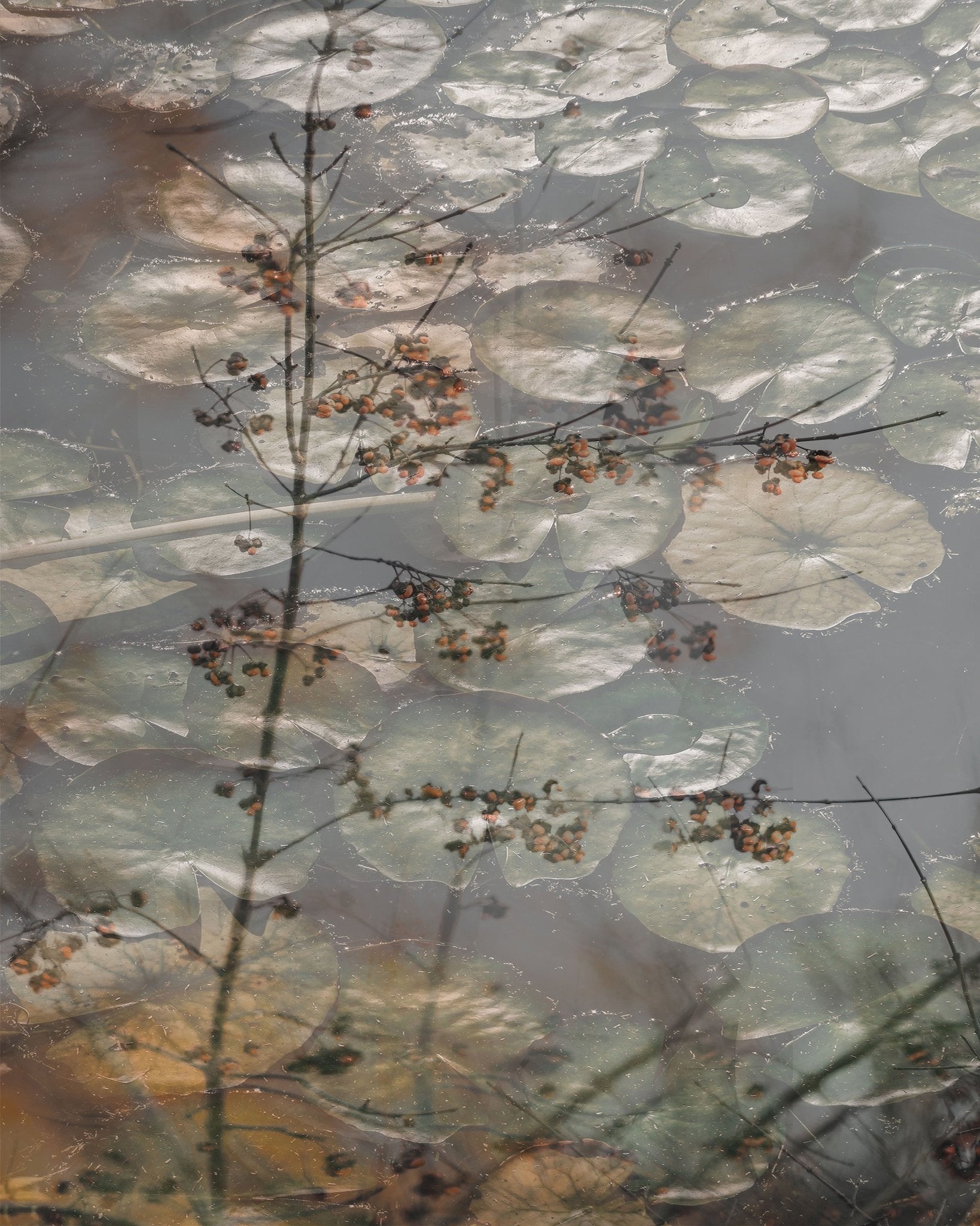 Quiet Pond