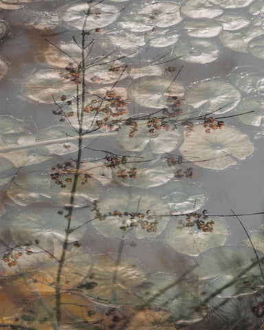 Quiet Pond