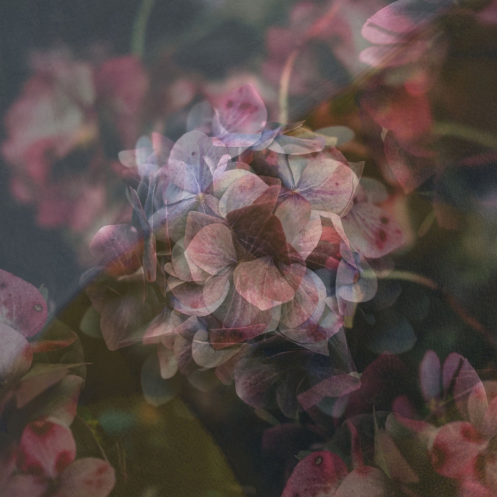 Dusky Bloom