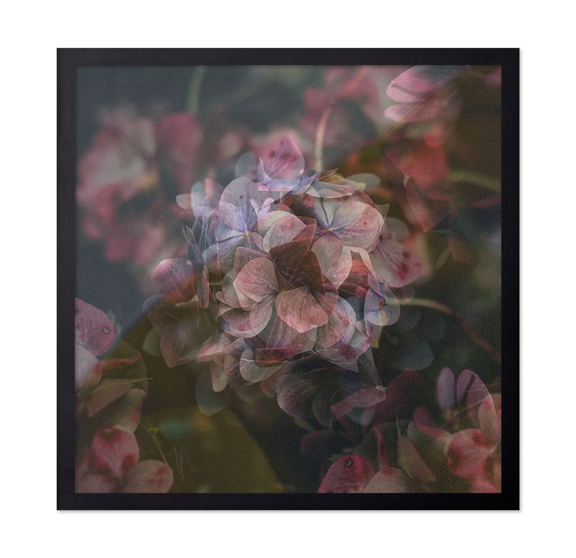 Dusky Bloom