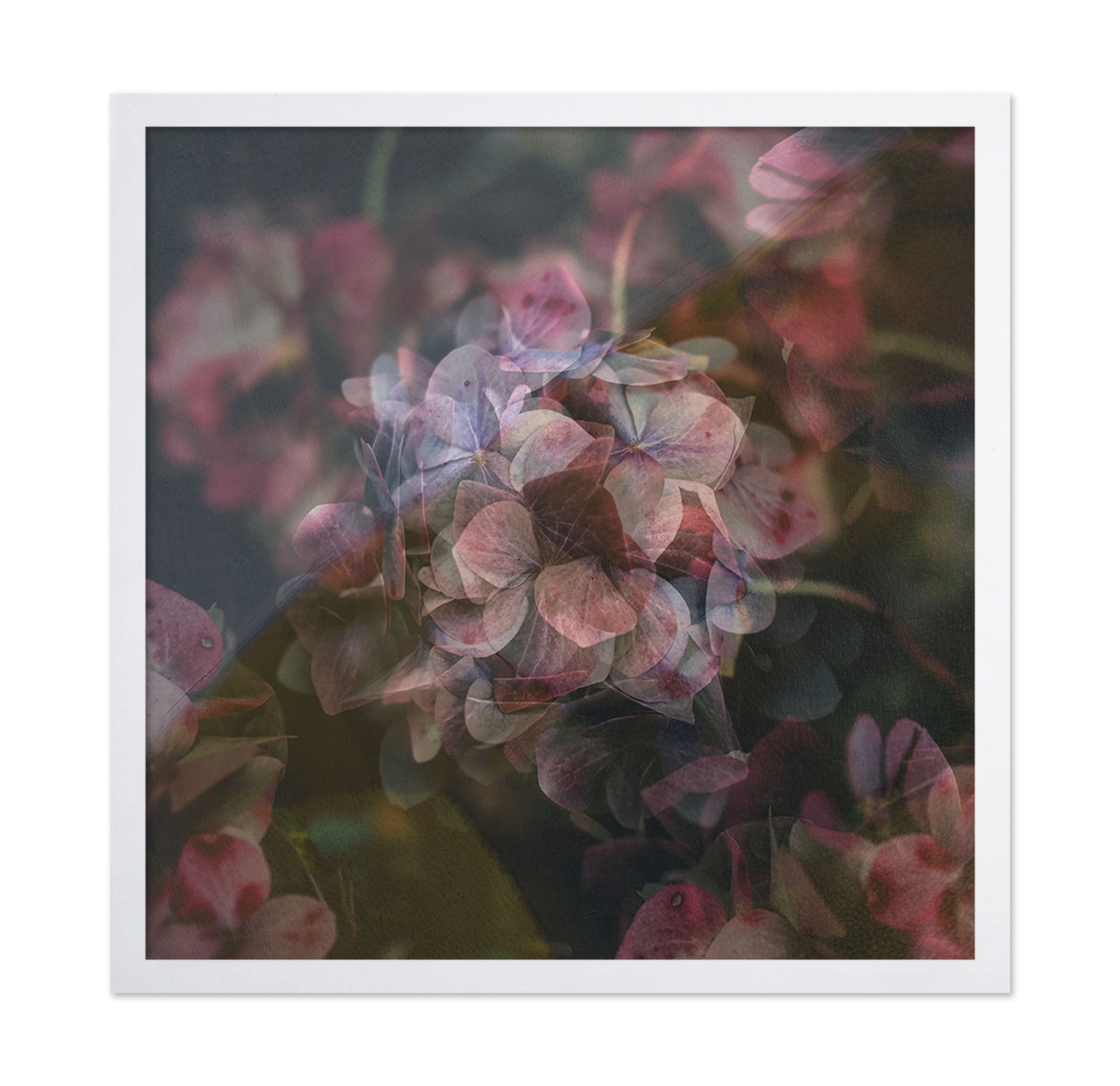 Dusky Bloom