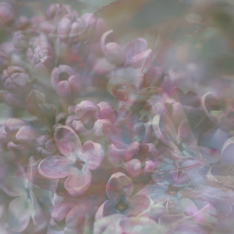 Soft Pastel Blossoms