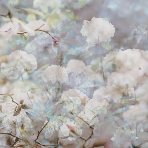 Soft Spring Blossoms No2