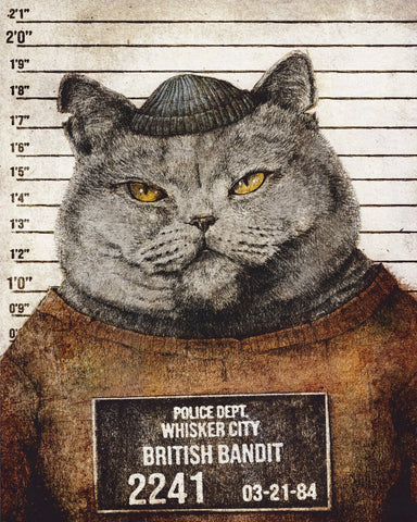 Bandit Cat