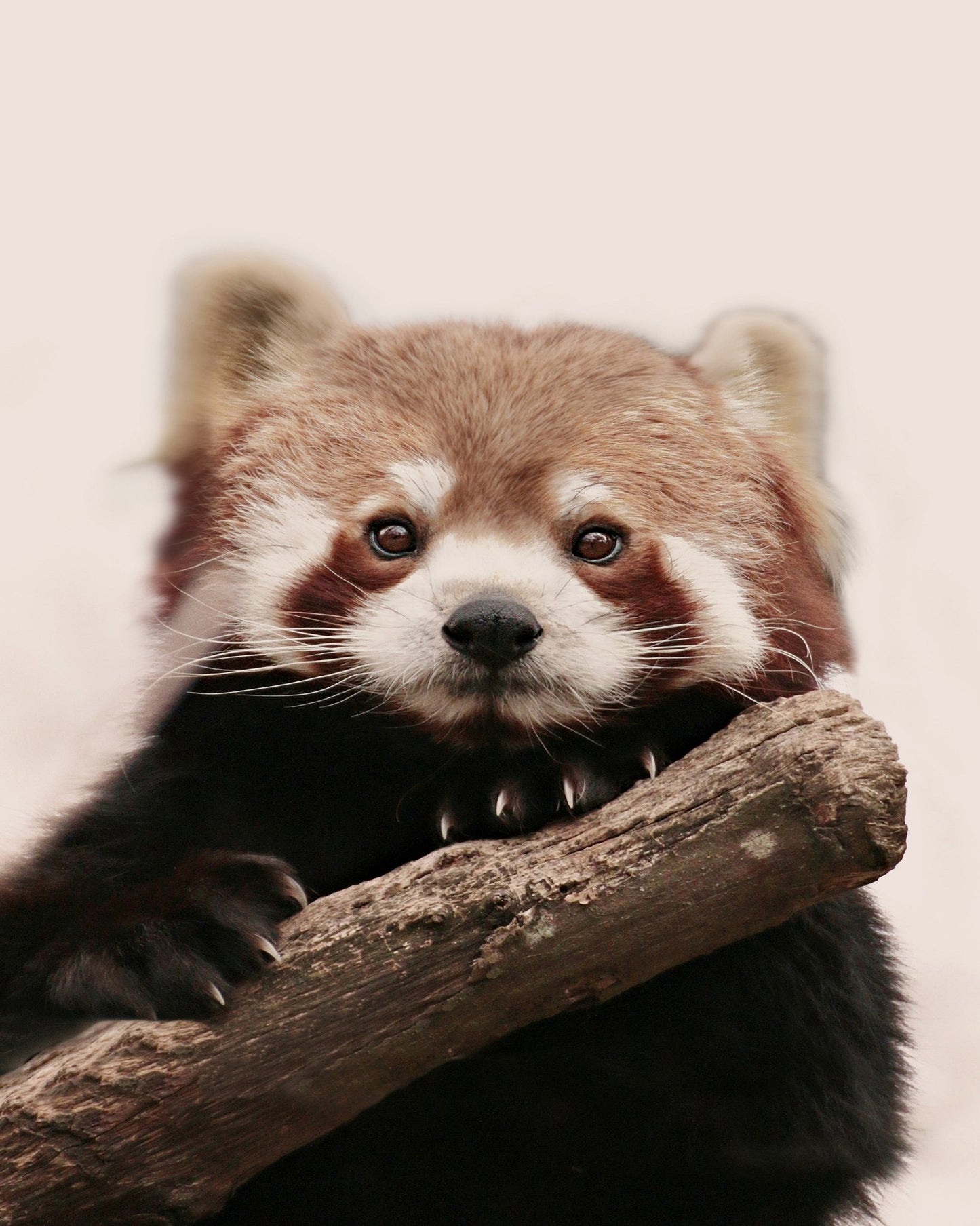 Red Panda