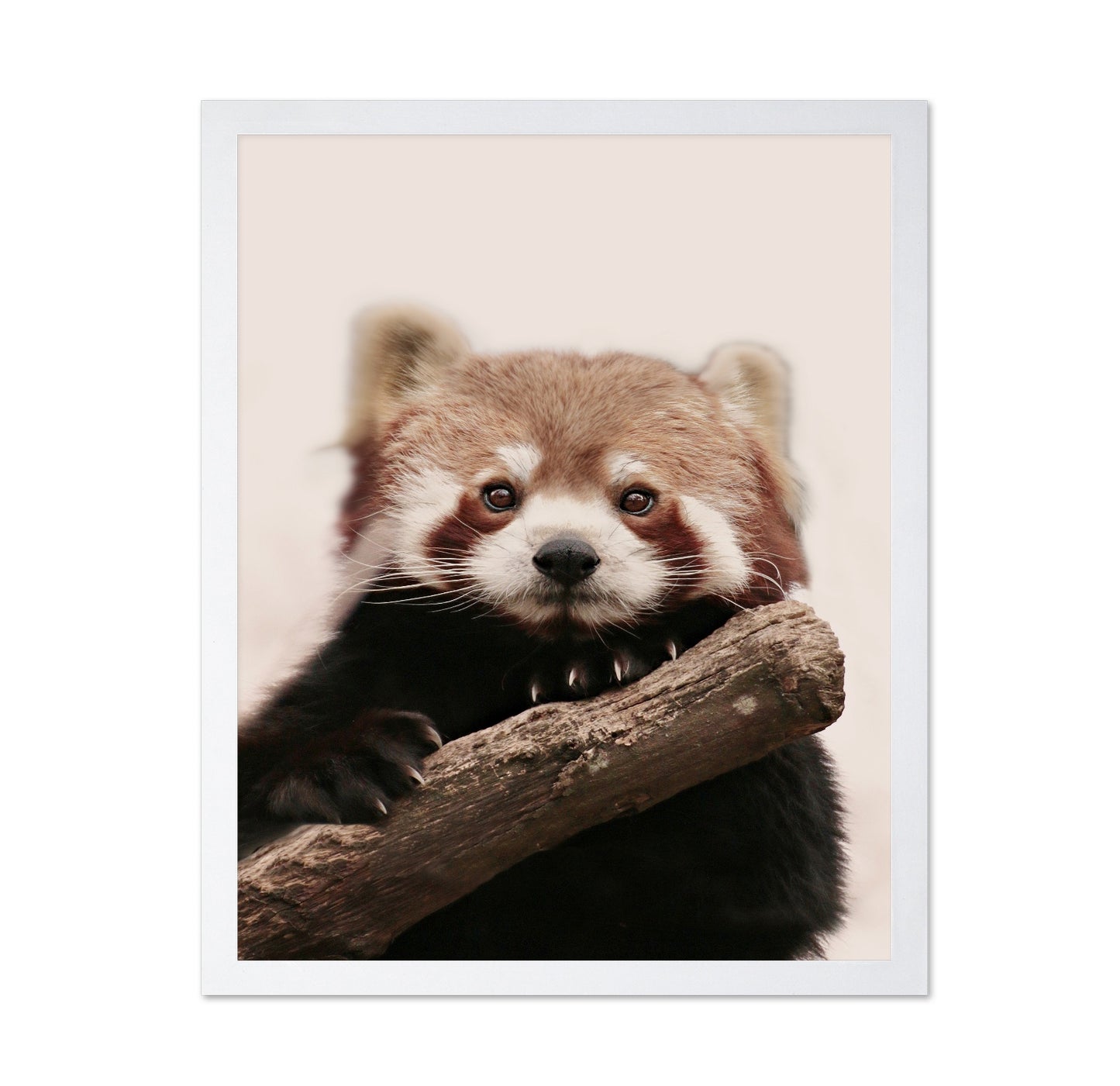 Red Panda