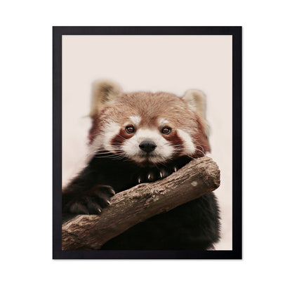 Red Panda
