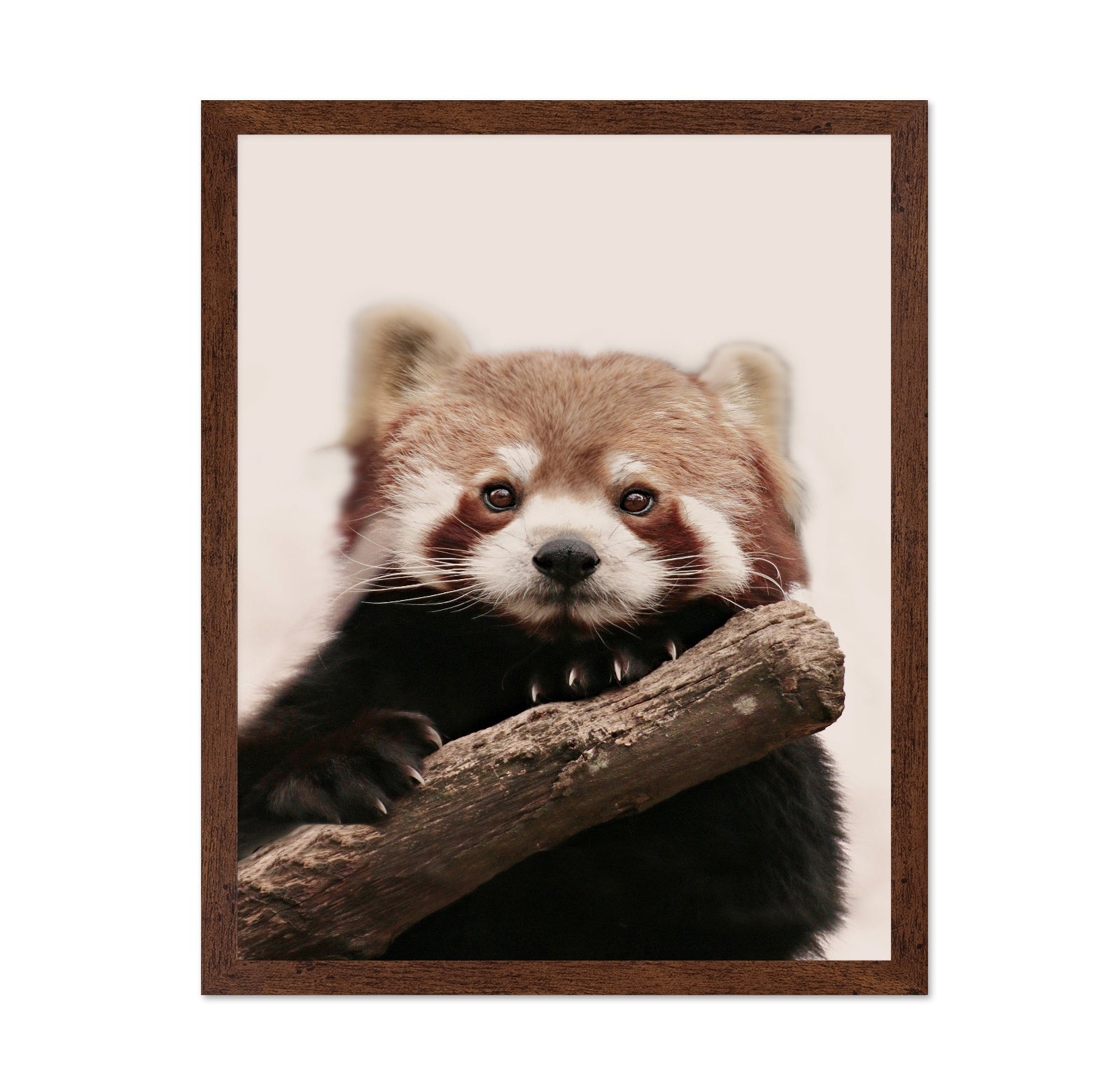 Red Panda