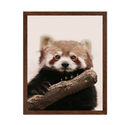 Red Panda