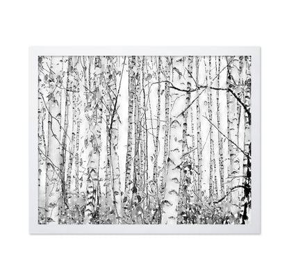 Silver Birches