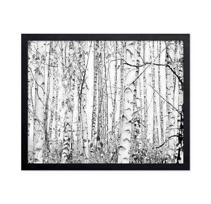 Silver Birches