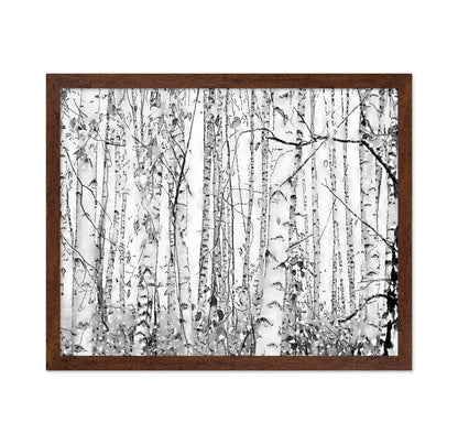 Silver Birches