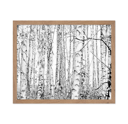 Silver Birches