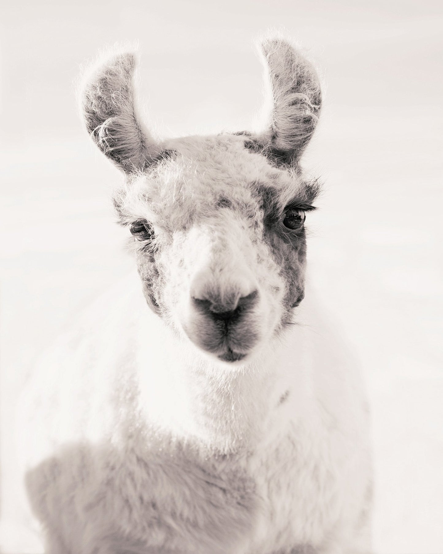 Serene Llama