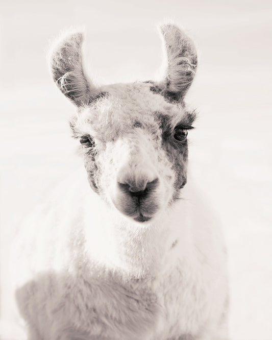 Serene Llama