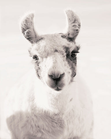 Serene Llama