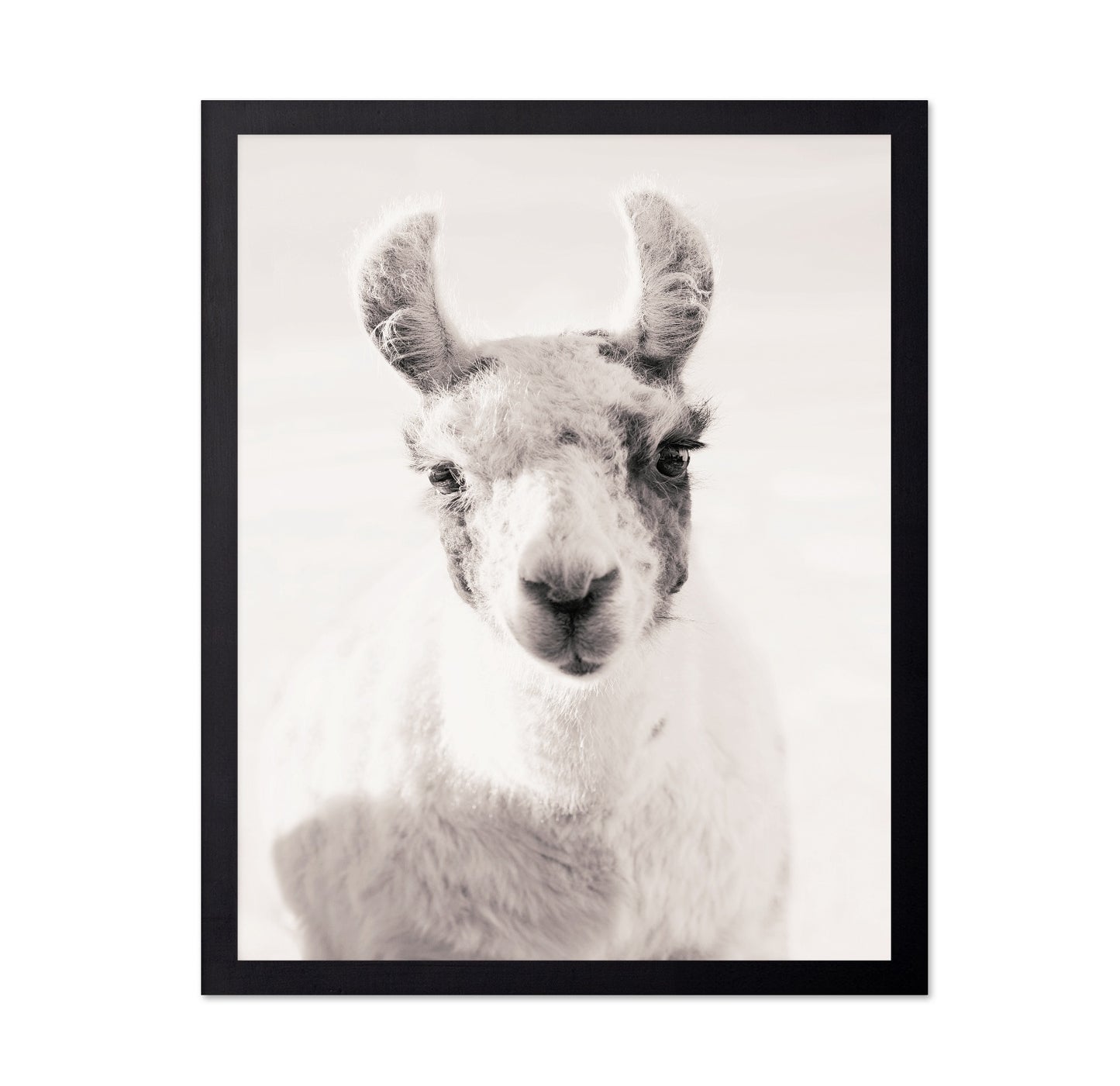 Serene Llama