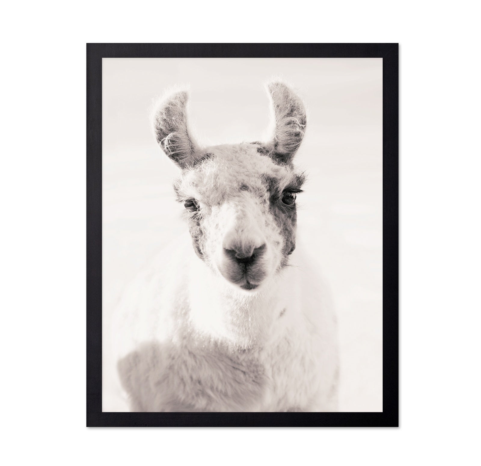 Serene Llama