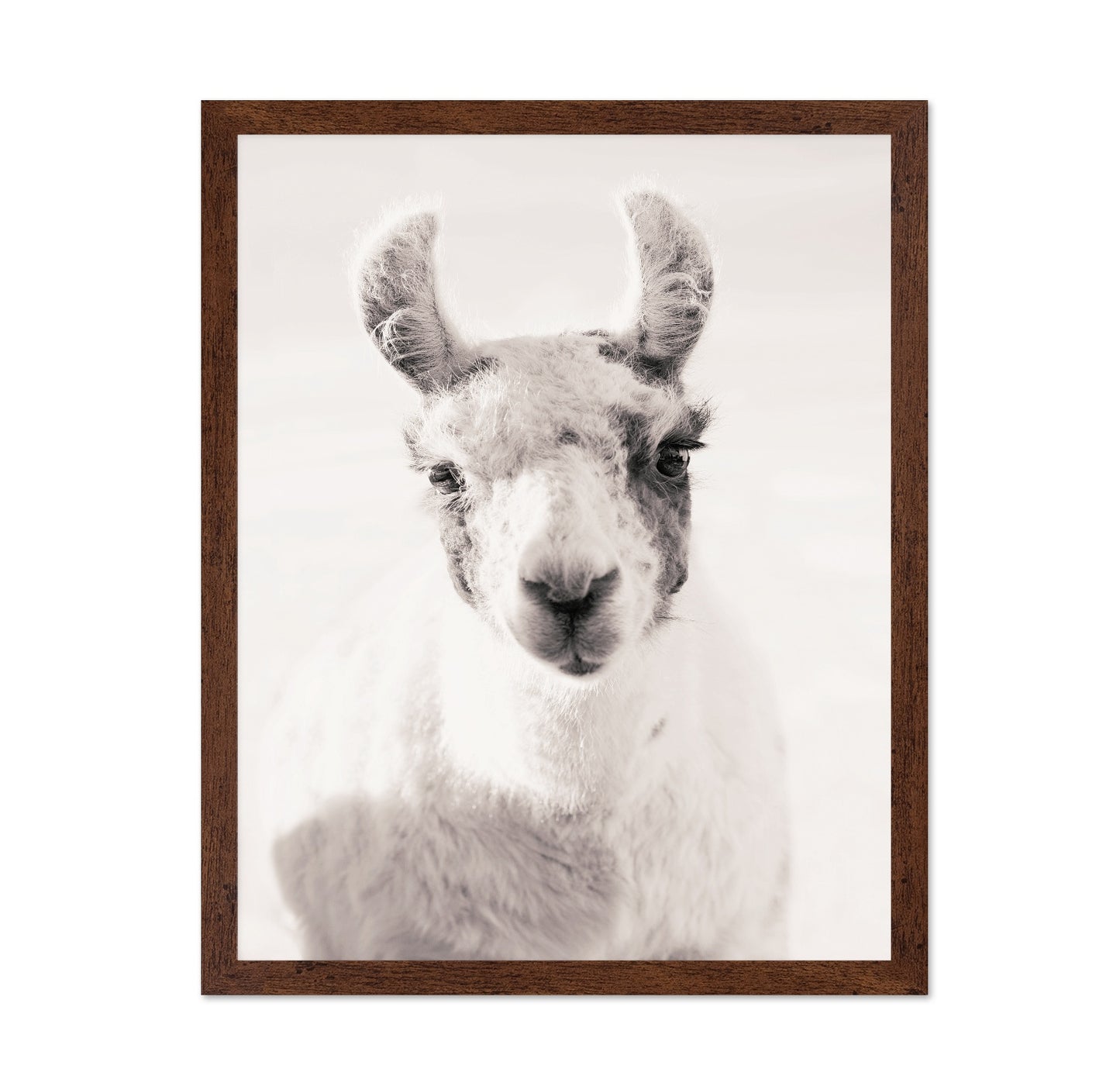 Serene Llama